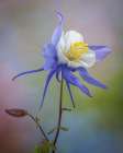 USA, Washington State, Seabeck. Close-up of blue columbine flower. Art Print
